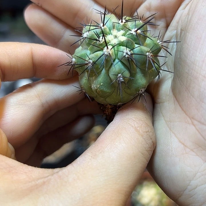 自根黑王杂3.5公分1颗