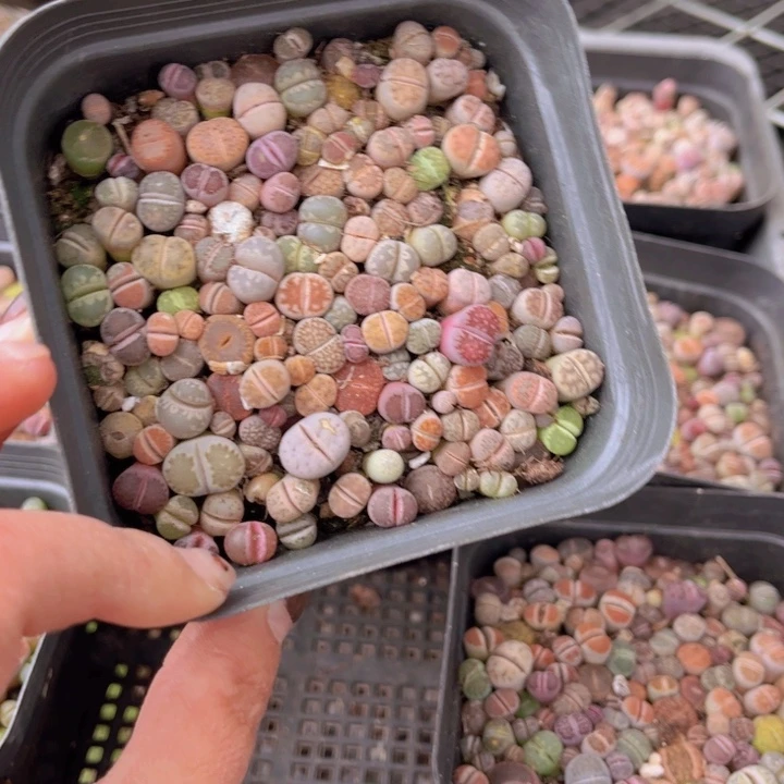 十方杯彩混8888888888888