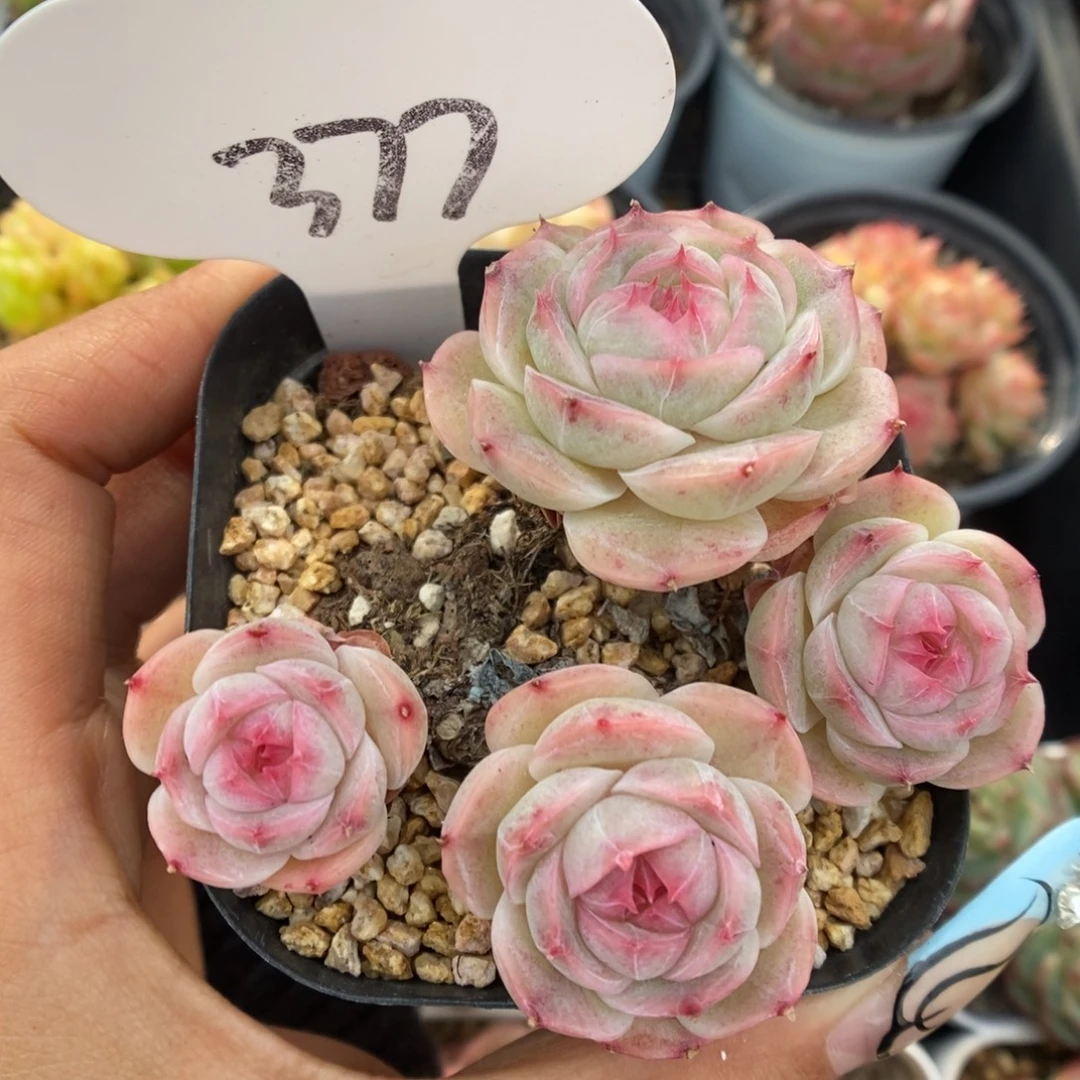 白芷珍妮群生377号