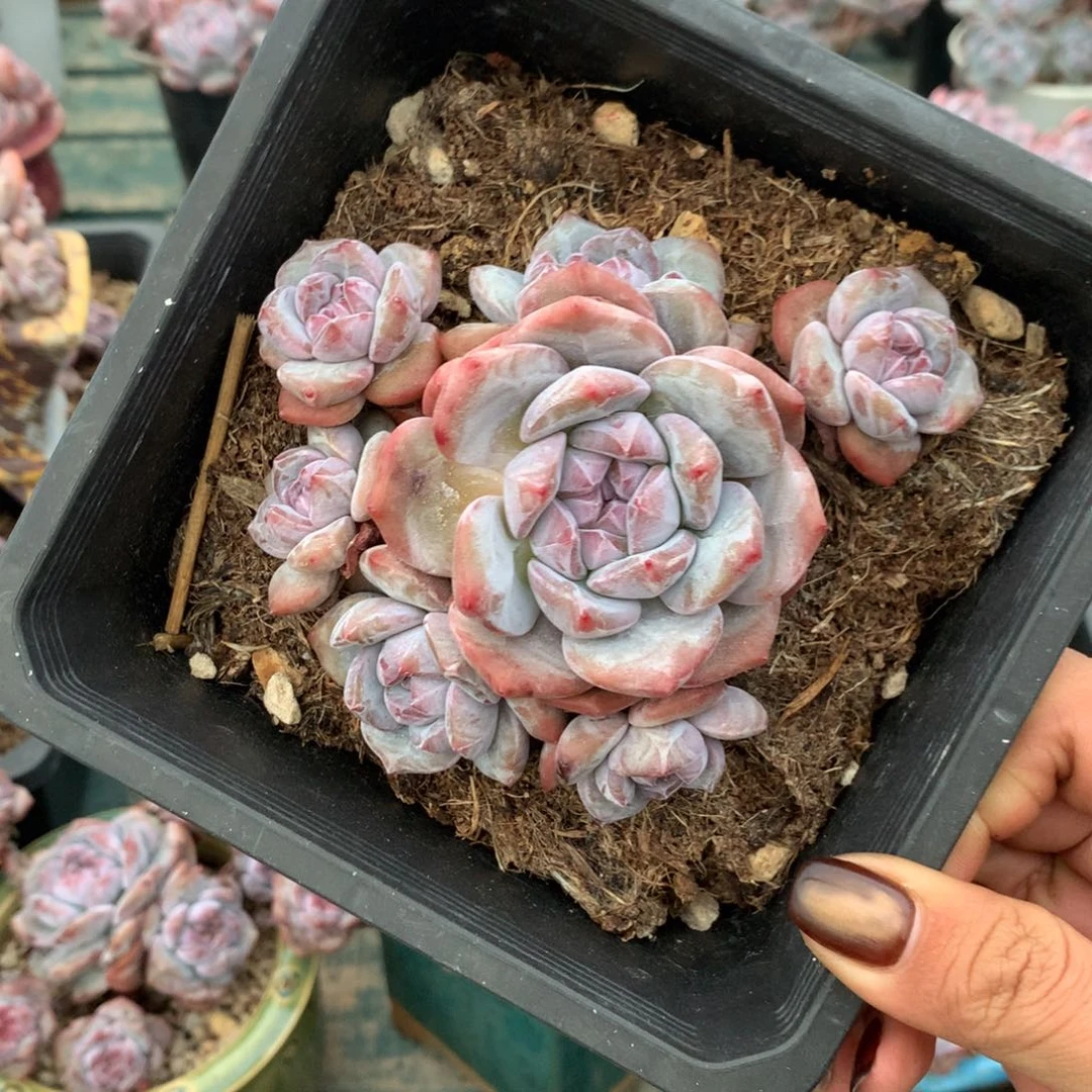 石榴籽无砍小脸花花