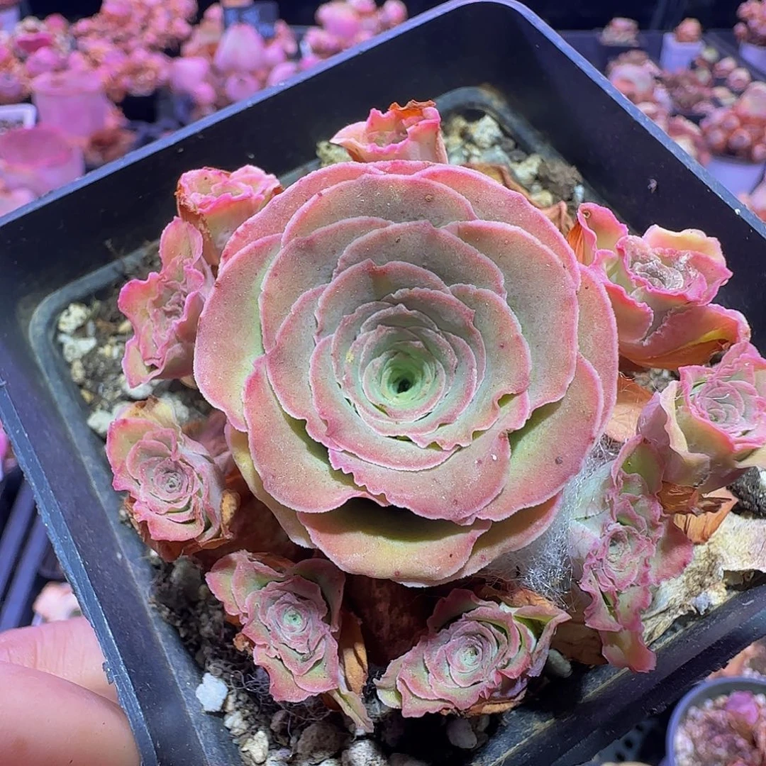 蕾丝朵丽娅 玻璃心慎拍非偏远包邮