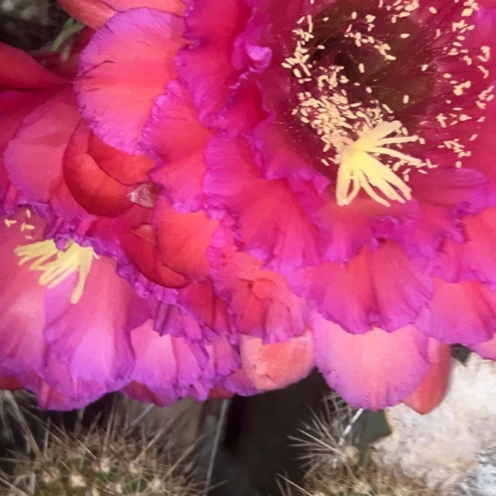 清清紫醉金迷根仙人球瑕疵