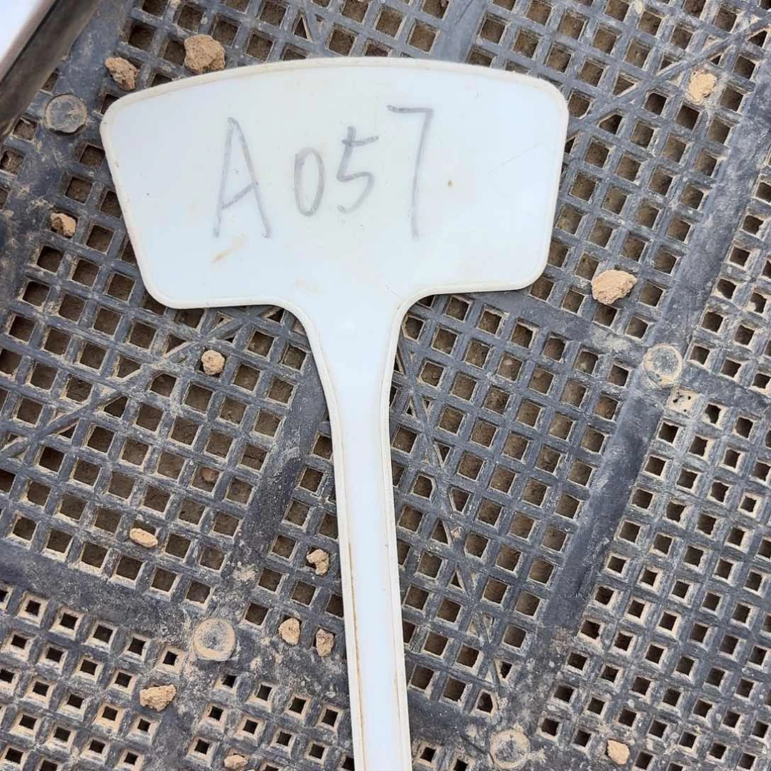 徘****A057,A178,血影，血线