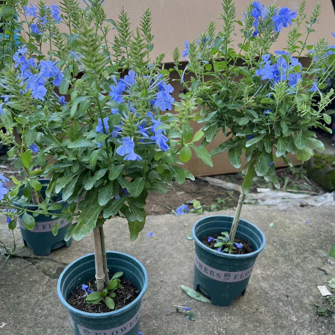 3️⃣新（盆氧化需要换盆）蓝雪花棒棒糖盆栽带花苞好养易活观花植物