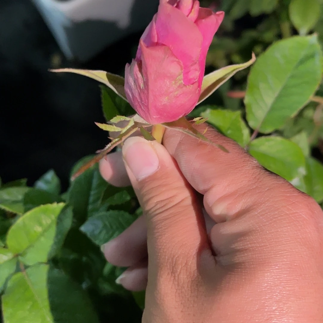 无花朵——皇家雅典娜 福利