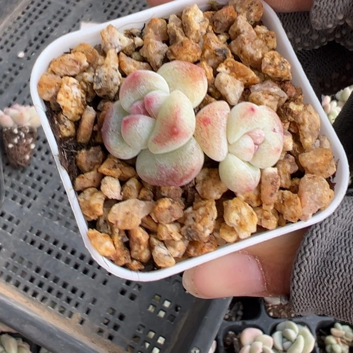 冰墩一物一拍专拍