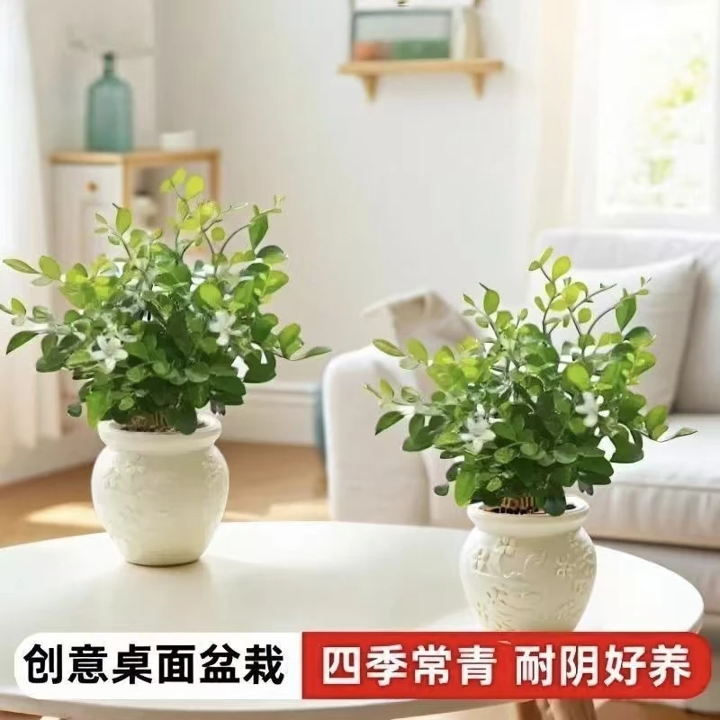 二盆梅花盆九里香盆栽花卉浓香驱蚊植物阳台净化空气绿植