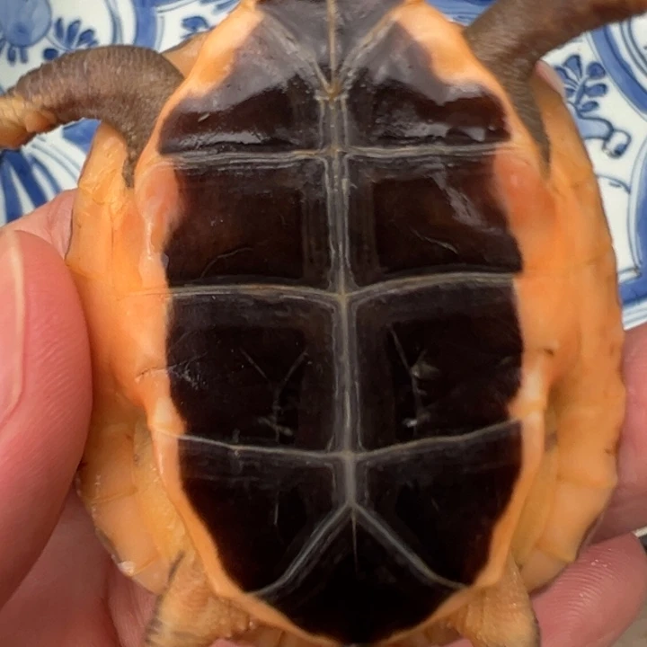 母绿毛龟福*啦啦了啦