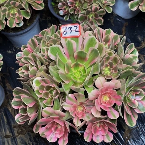 布加迪老桩捧花832号