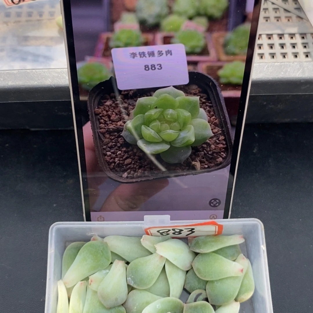 甜心883叶片一个