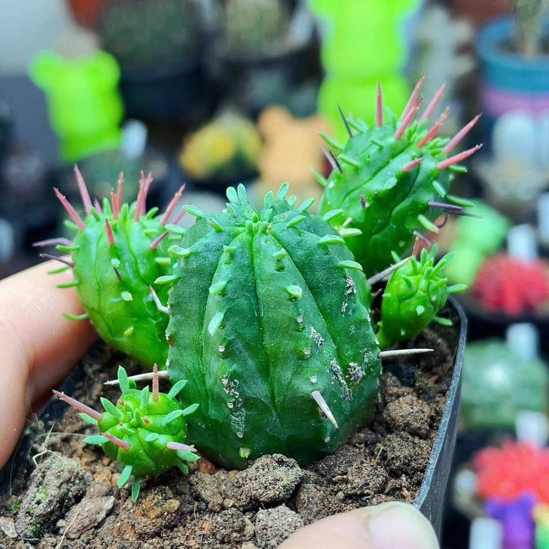 火麒麟非偏远地区满25包邮仙人球