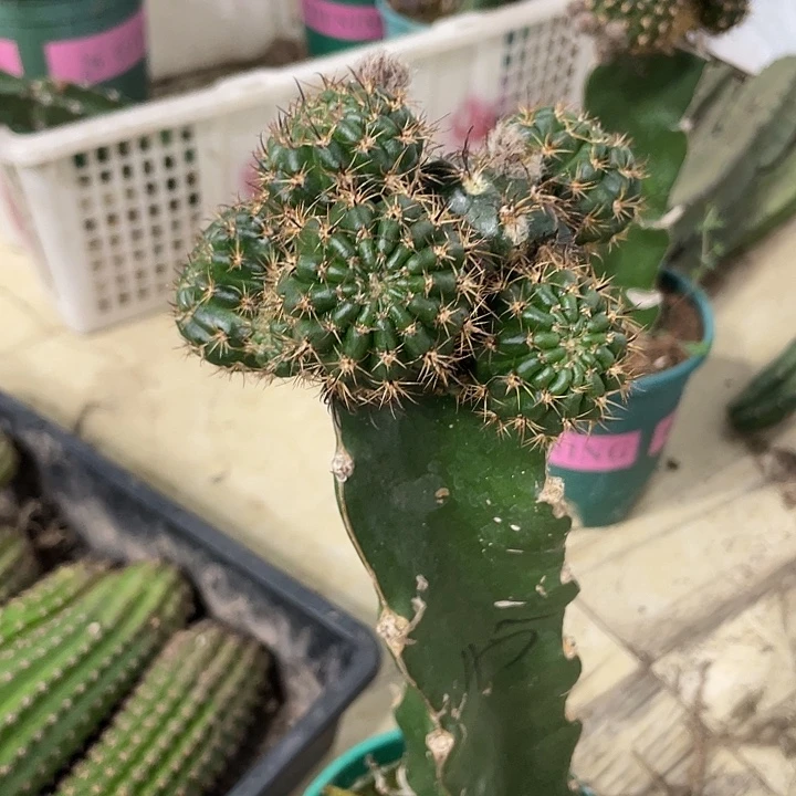 新品进口丽花Ｌ45母本
