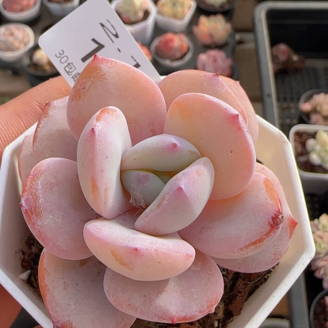 奶茶单头一颗脱土