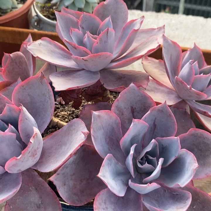 老桩晚霞有砍整桩多肉