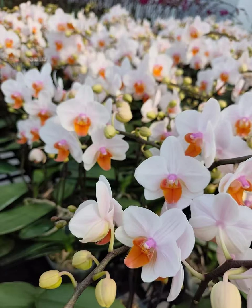 （豆蔻年华）蝴蝶兰 云南昆明基地直发带花带花苞1棵