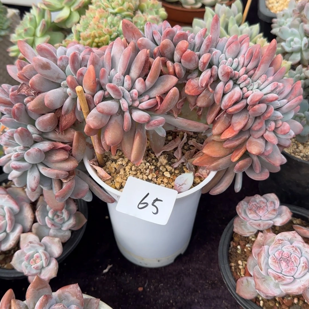 粉兔缀化一物一拍65