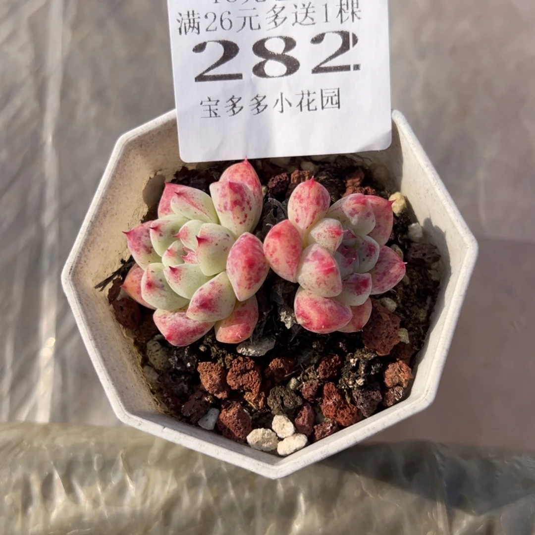 风***当282号阿尔巴佳人双头