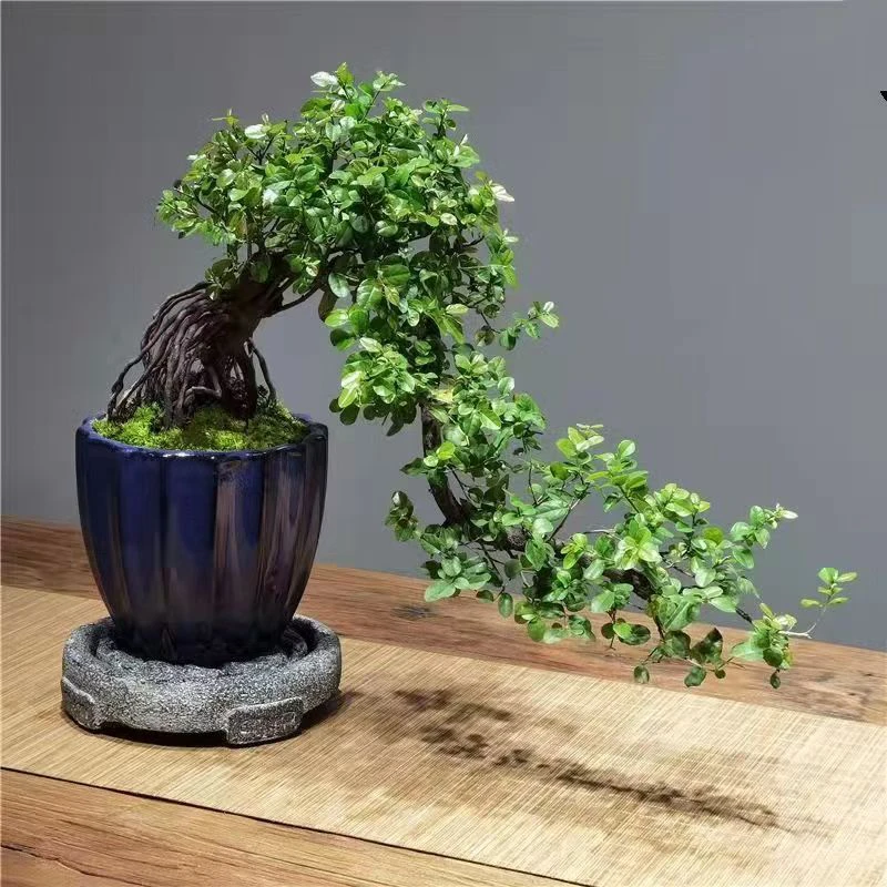 小叶雀梅生桩精品造型盆景素材一物一拍