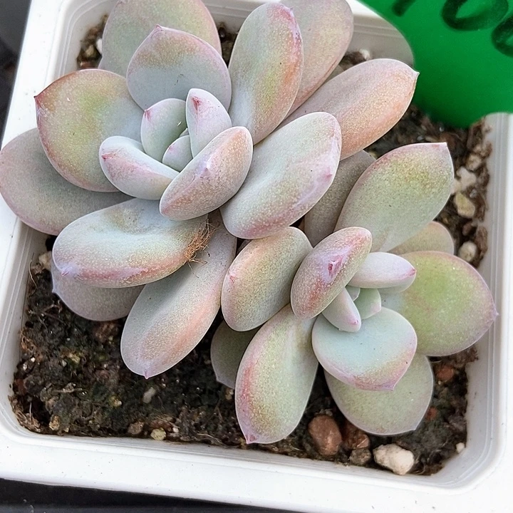 多肉植物韩版奶茶1002