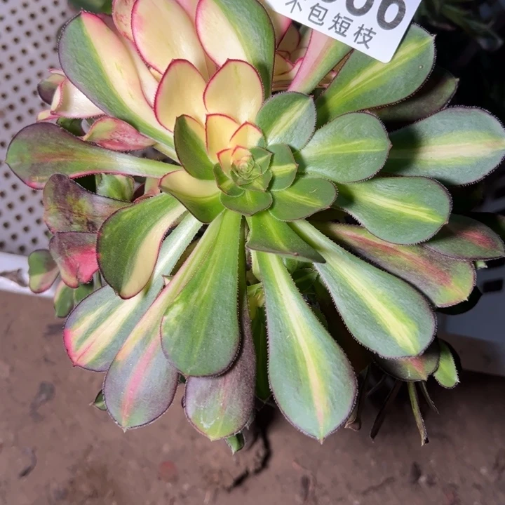 爱马仕多肉植物无根9886