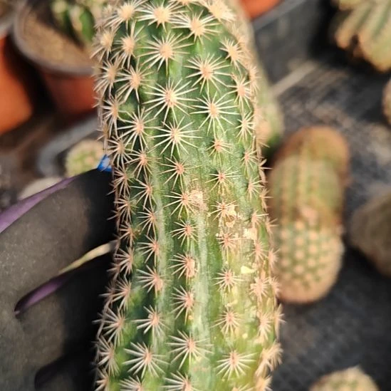 皇冠虾侧芽高10厘米左右福