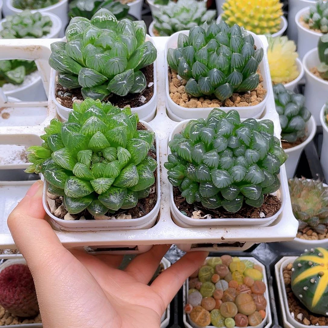 玉露四件套多肉，白盆