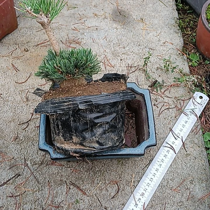 贵品大板松明星微型