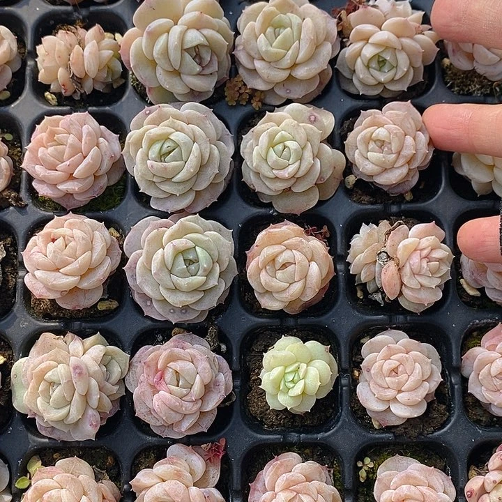 389-390 多肉植物盆栽花卉植物