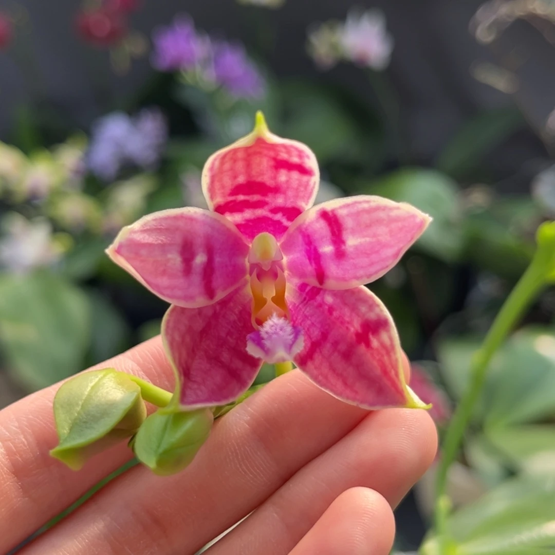 完全开放2.5寸03开花株