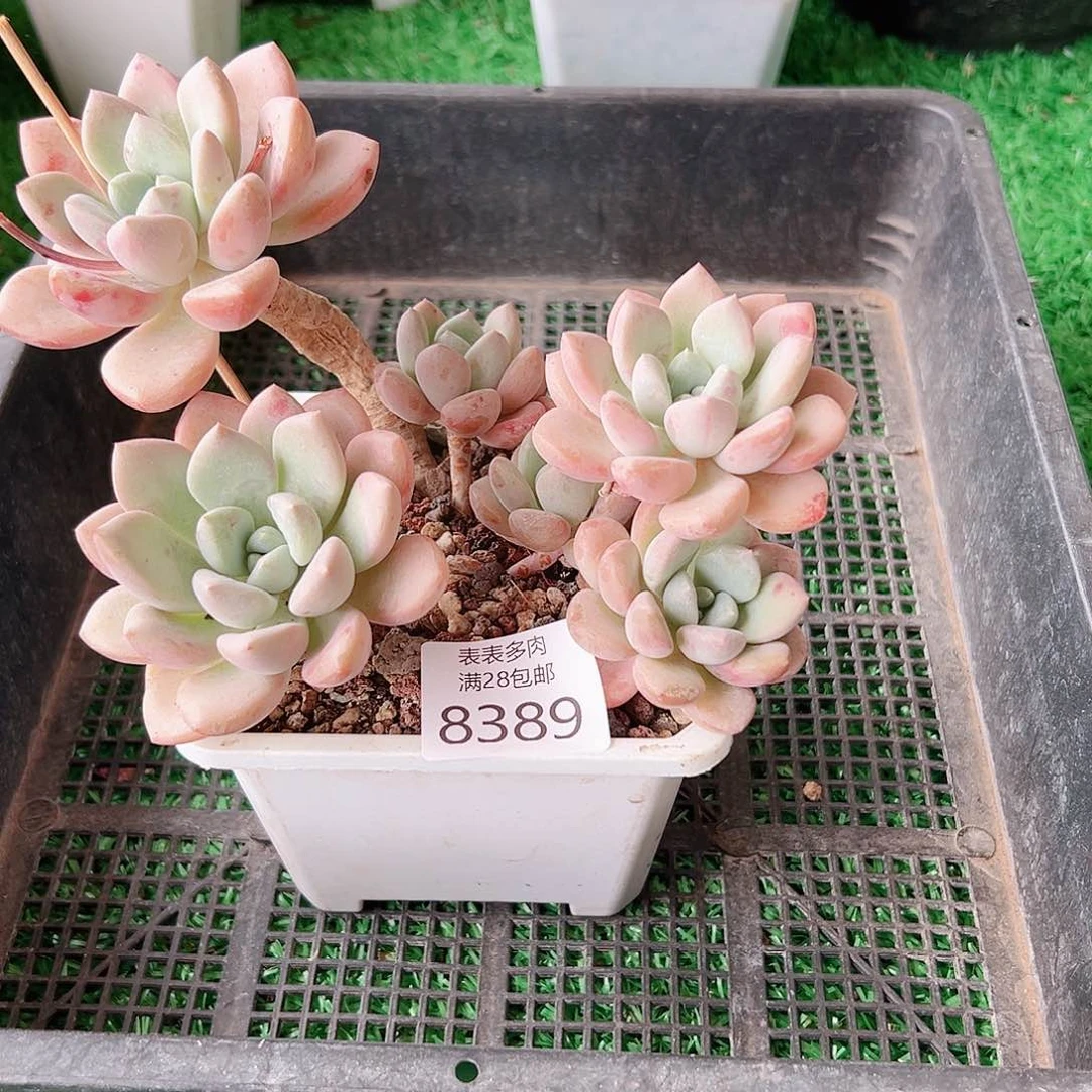 无花朵多肉一物一拍8389