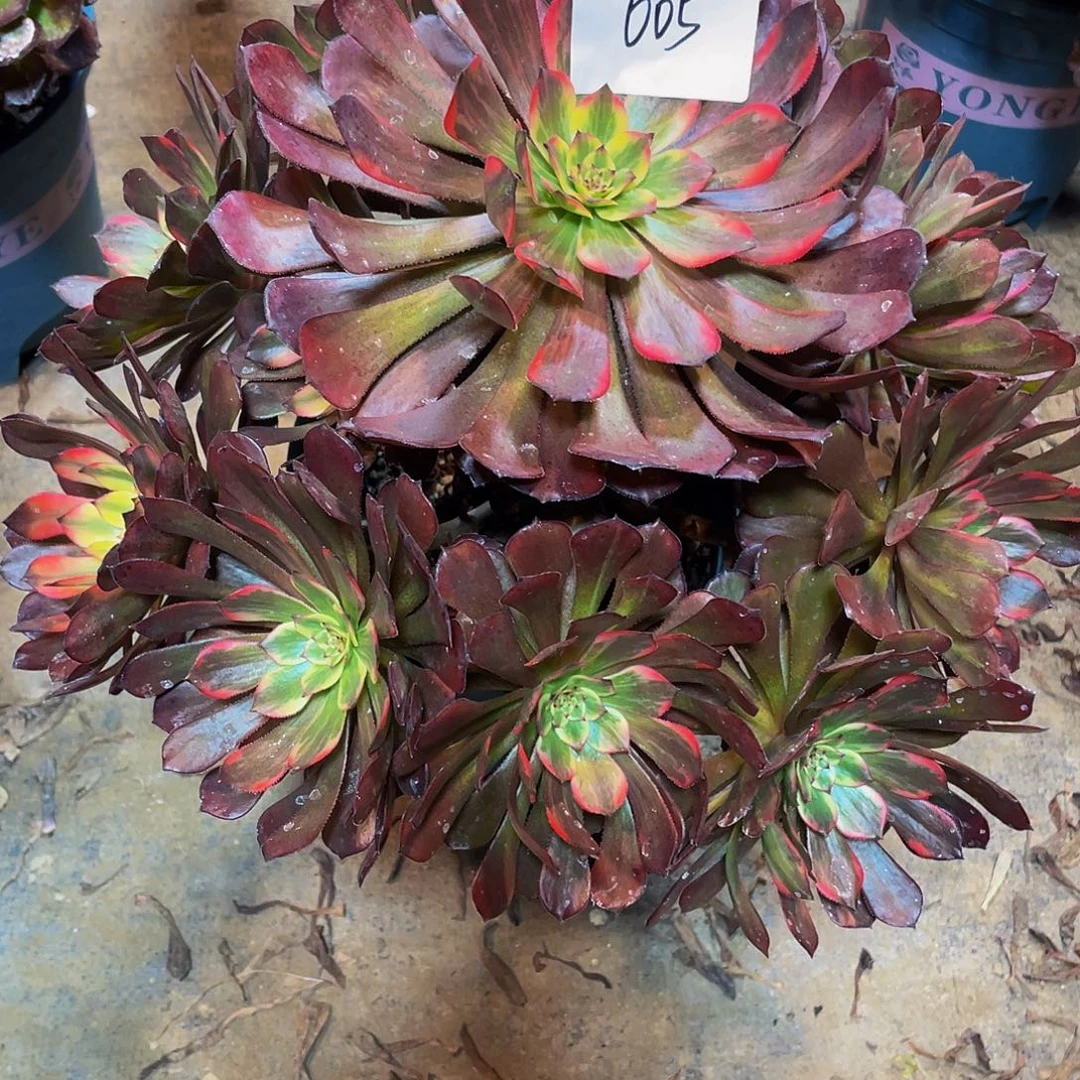 清***水多肉法师605号烟花发货不包损