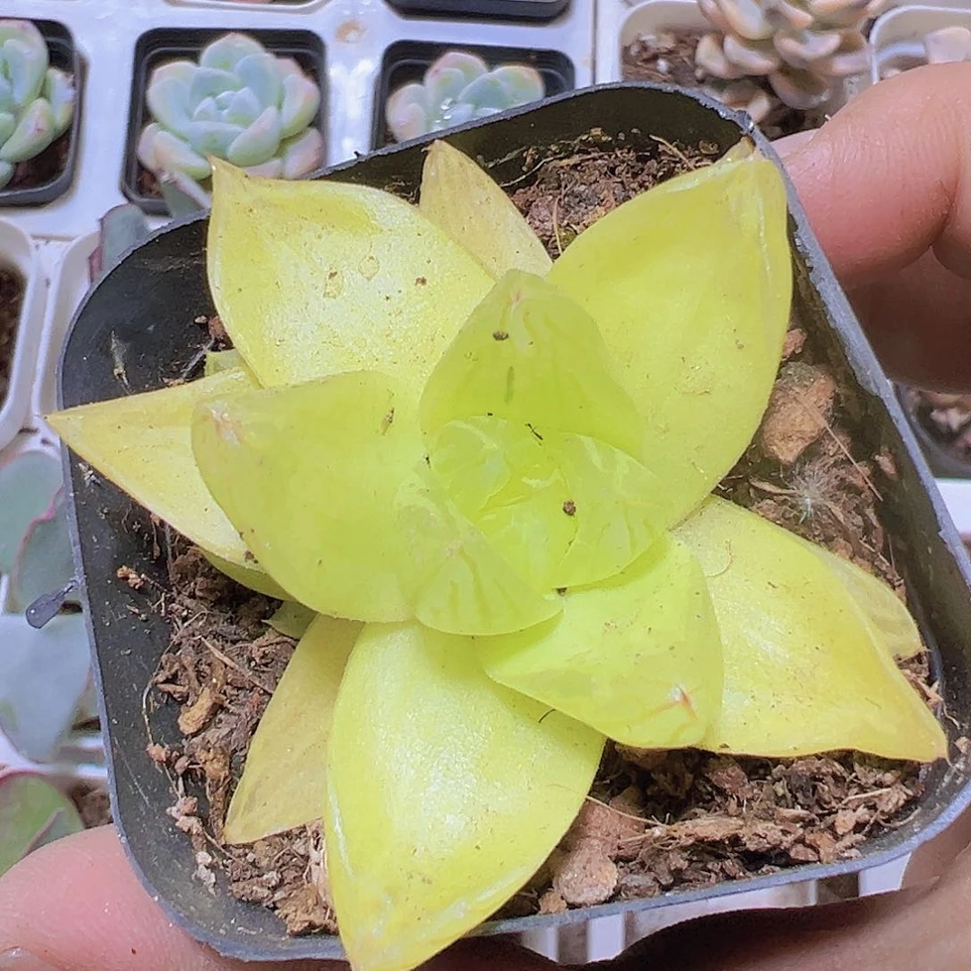 黄金雨露19包邮多肉植物