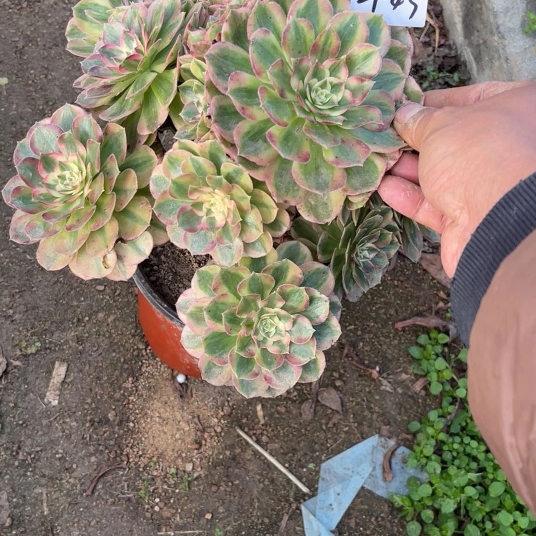 11-29-43玉姿法师锦