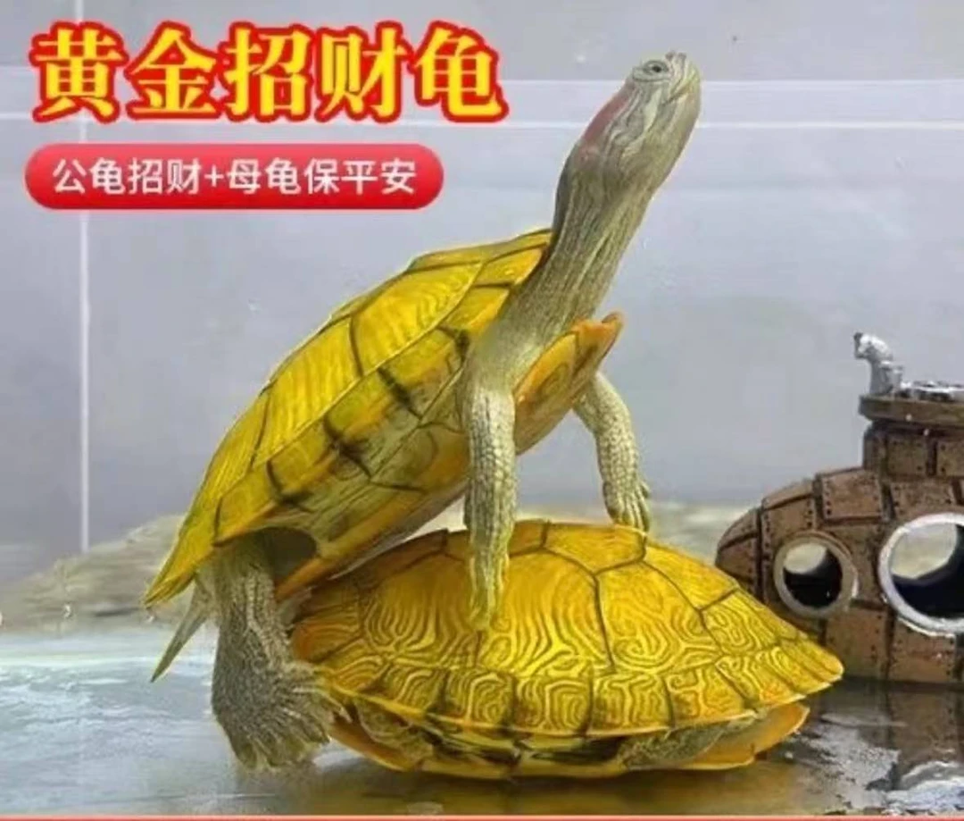 【黄金招财龟】情侣小乌龟
