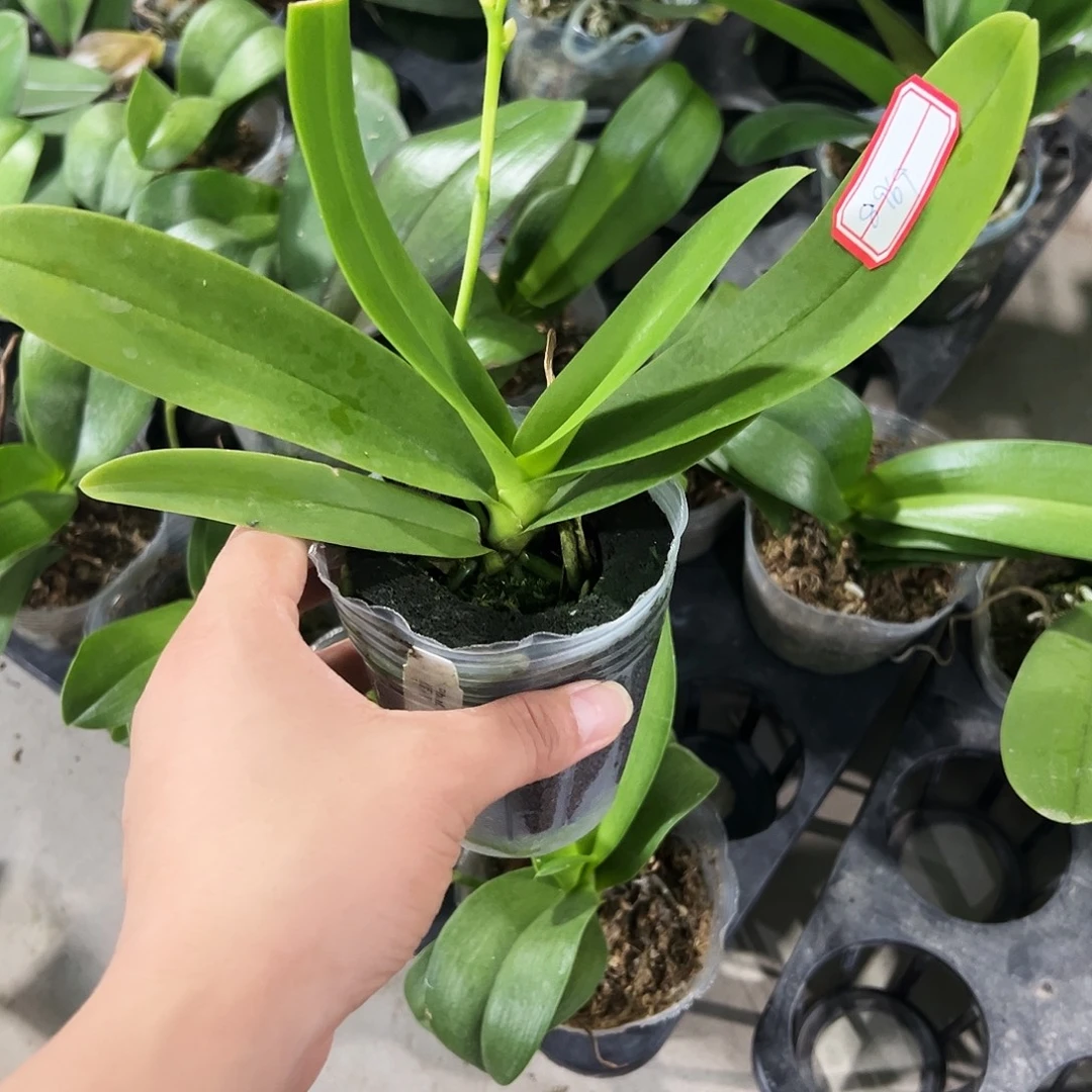 薇***D当前无花栽培后可以开花8969蓝星瑕疵苗