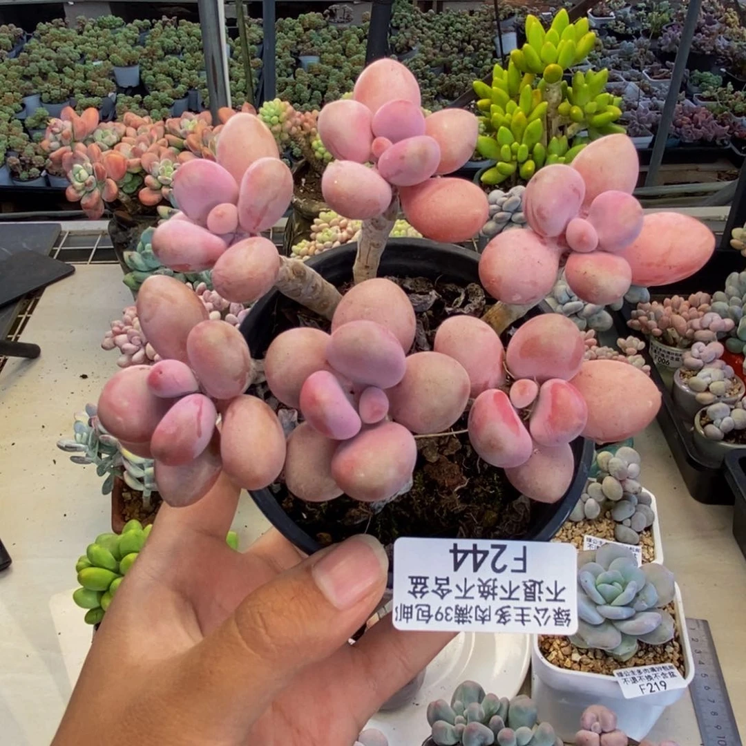 244糖果桃蛋多肉10c m