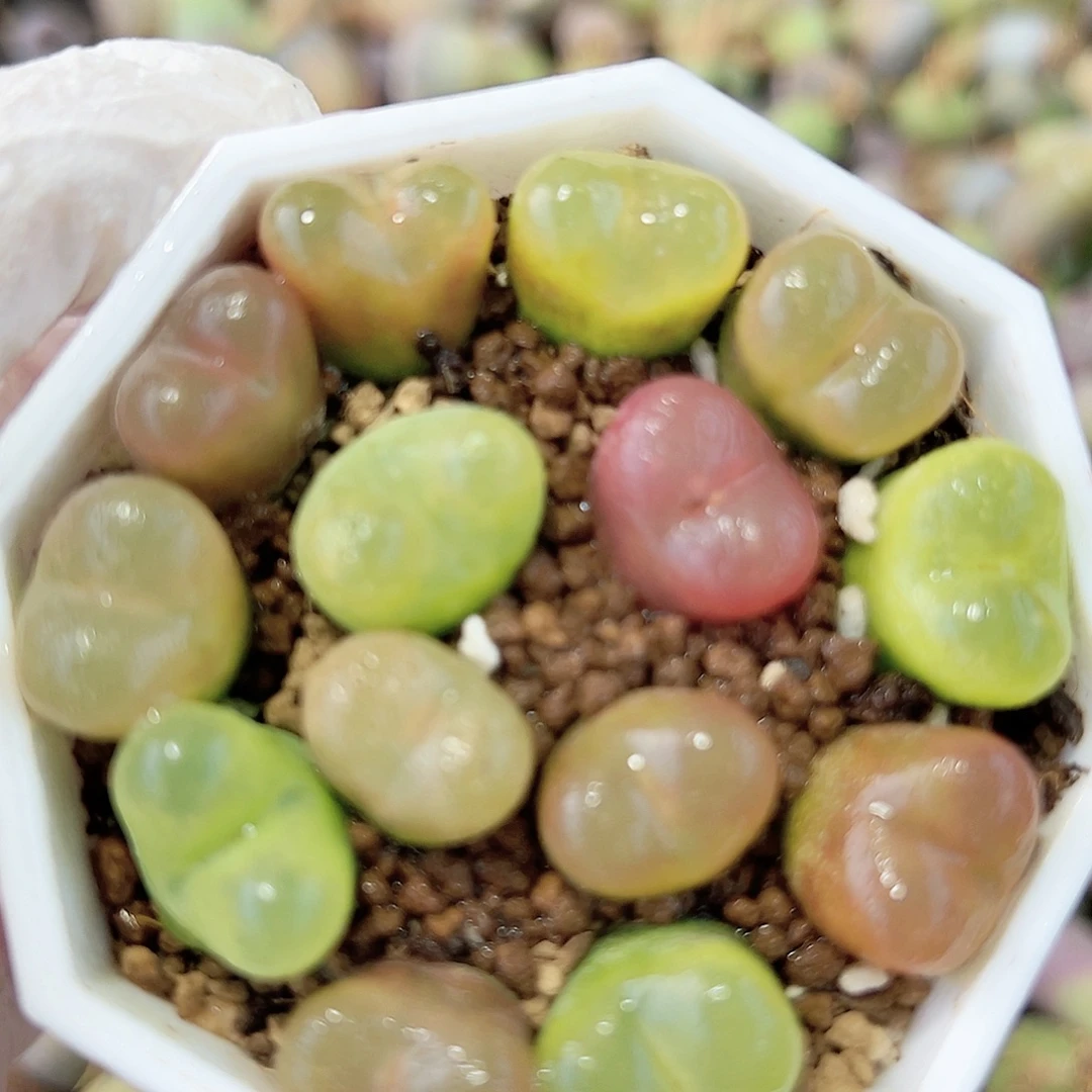 2000五年彩毛毛1.5cm左右