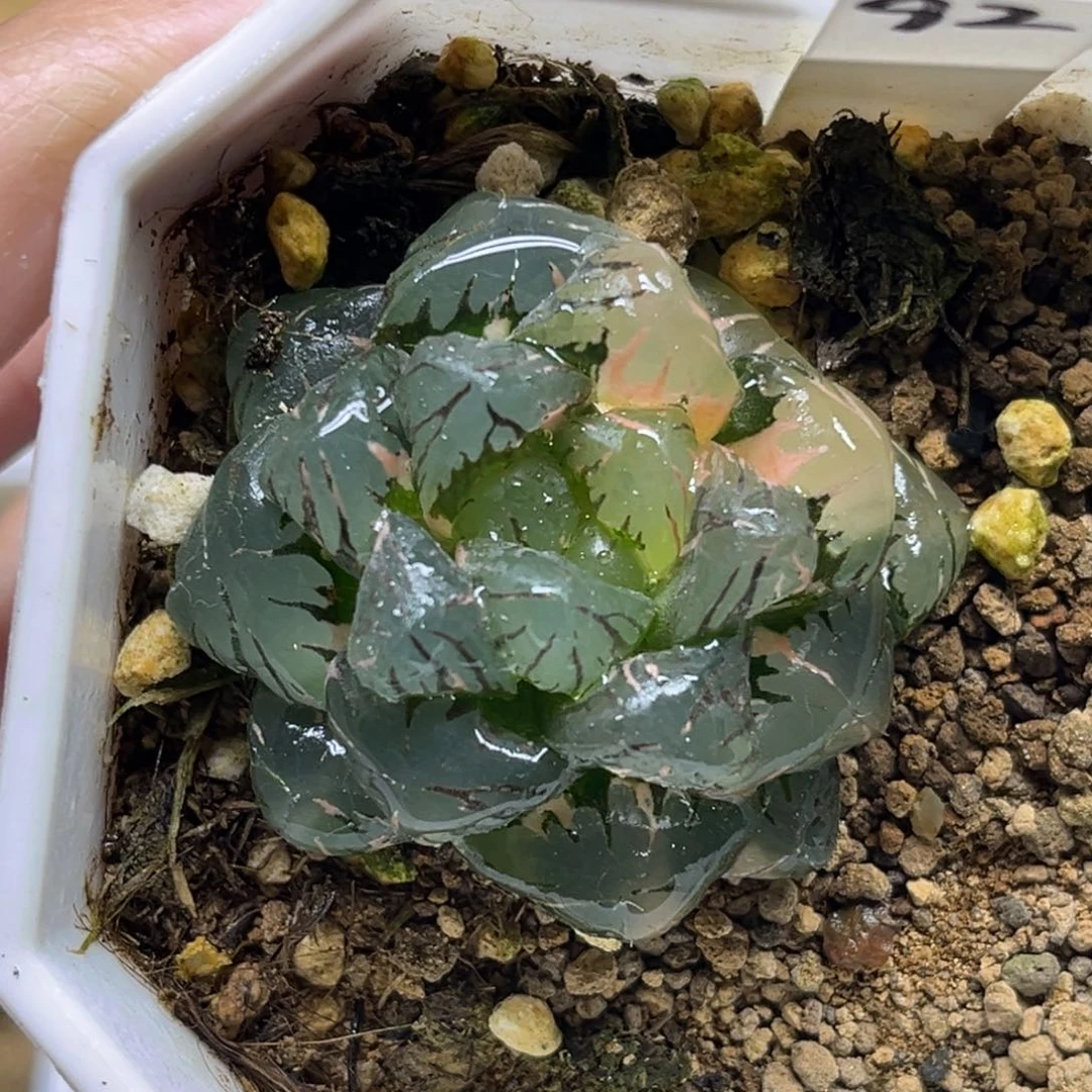 92OB冰灯玉露锦福利专场