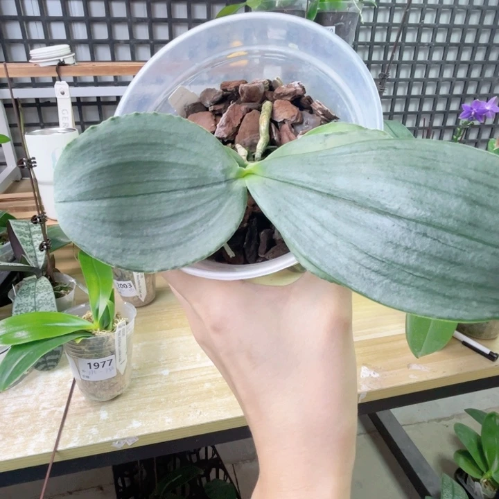 完全开放白象大维-127