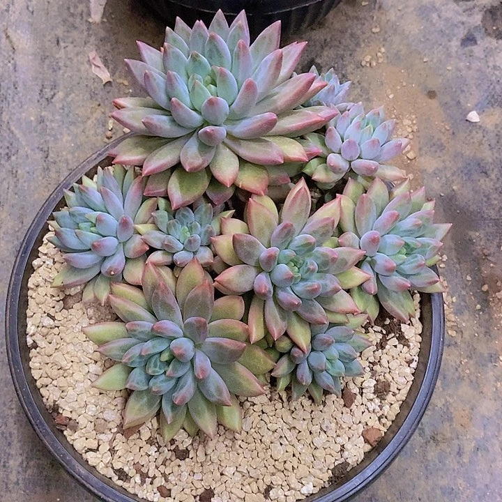 ****玖红蜻蜓多肉植物群寄养