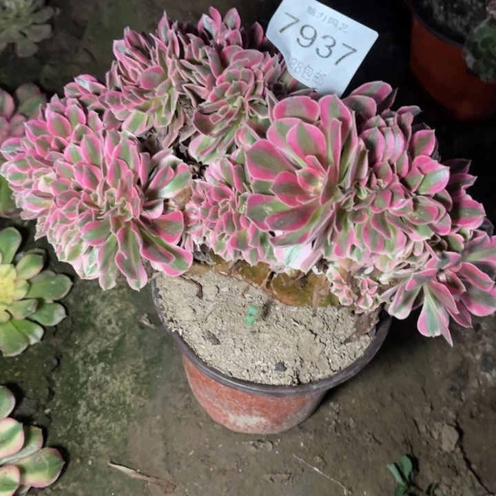 7937女巫的人多肉的