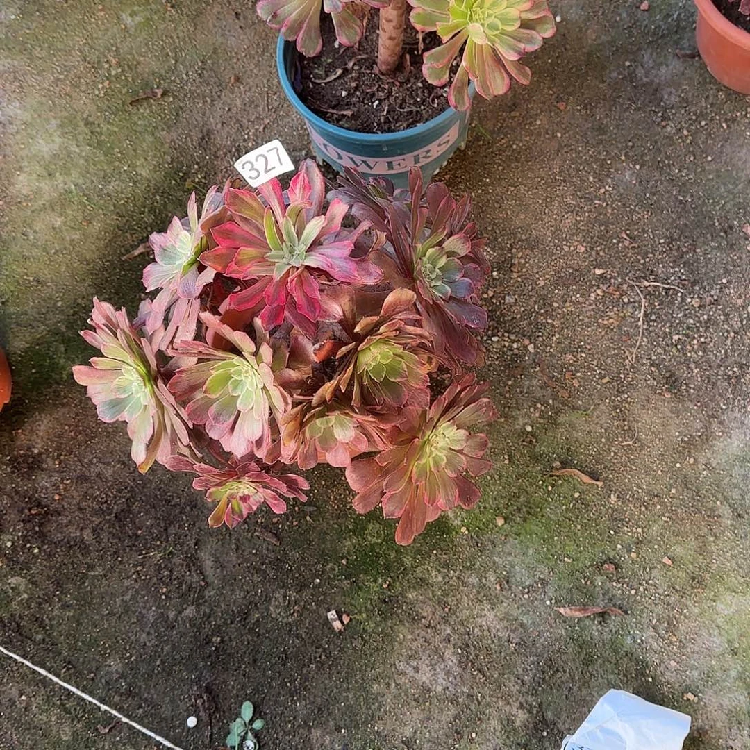 多肉植物粉烟花327