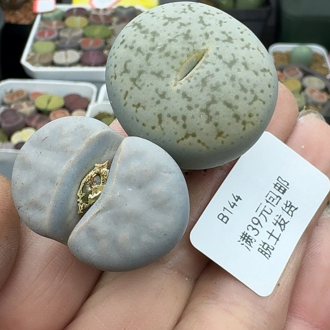 144多肉哈哈哈哈哈哈