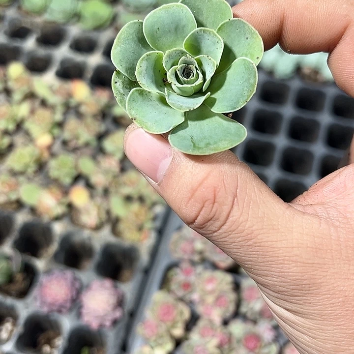 山地玫瑰 满10颗包邮