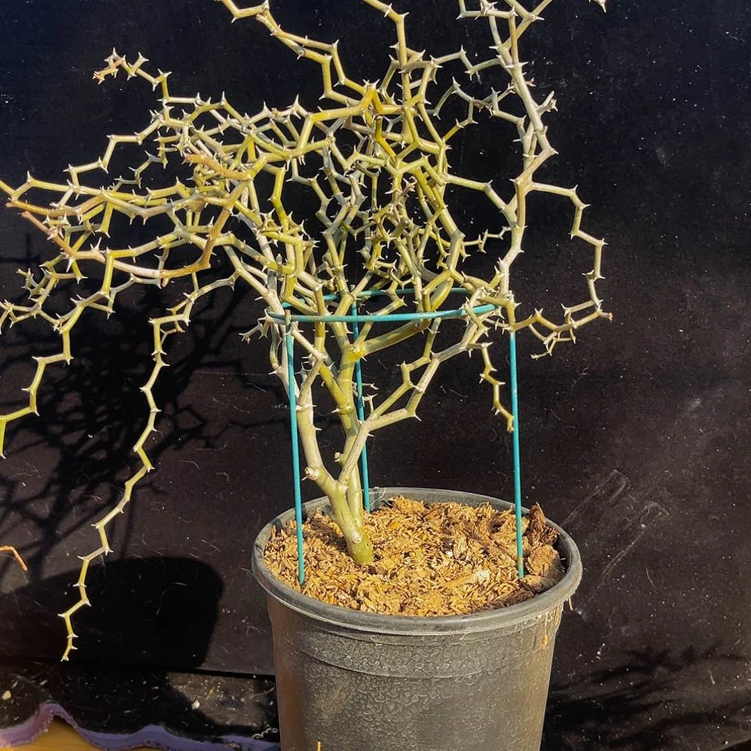 吼*潮流植物弯曲龙加保温箱