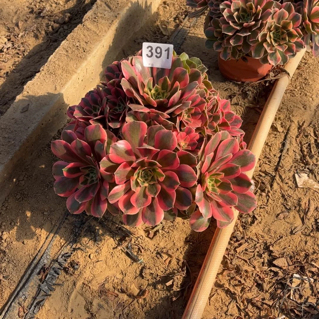 粉女妖391不包断枝