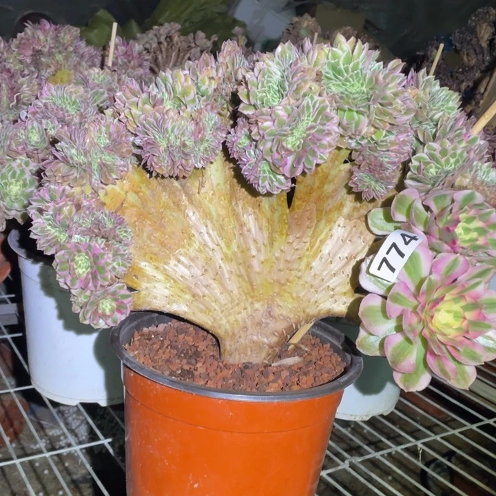 774号34厘米左右倾城缀