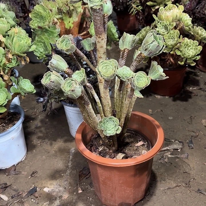 多肉植物原师绿18