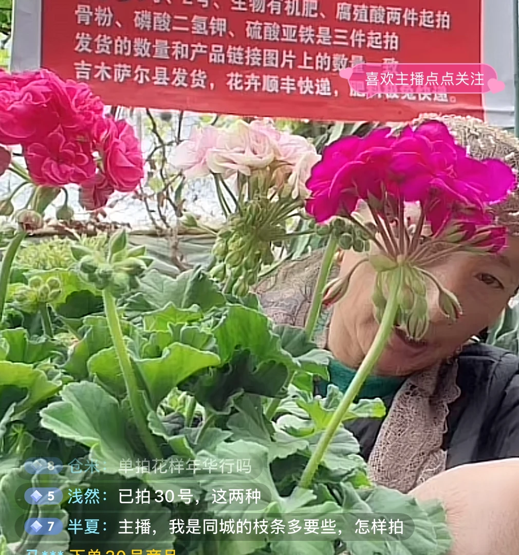 三盆天竺葵-花样年华、罗莎琳达、重瓣云南紫