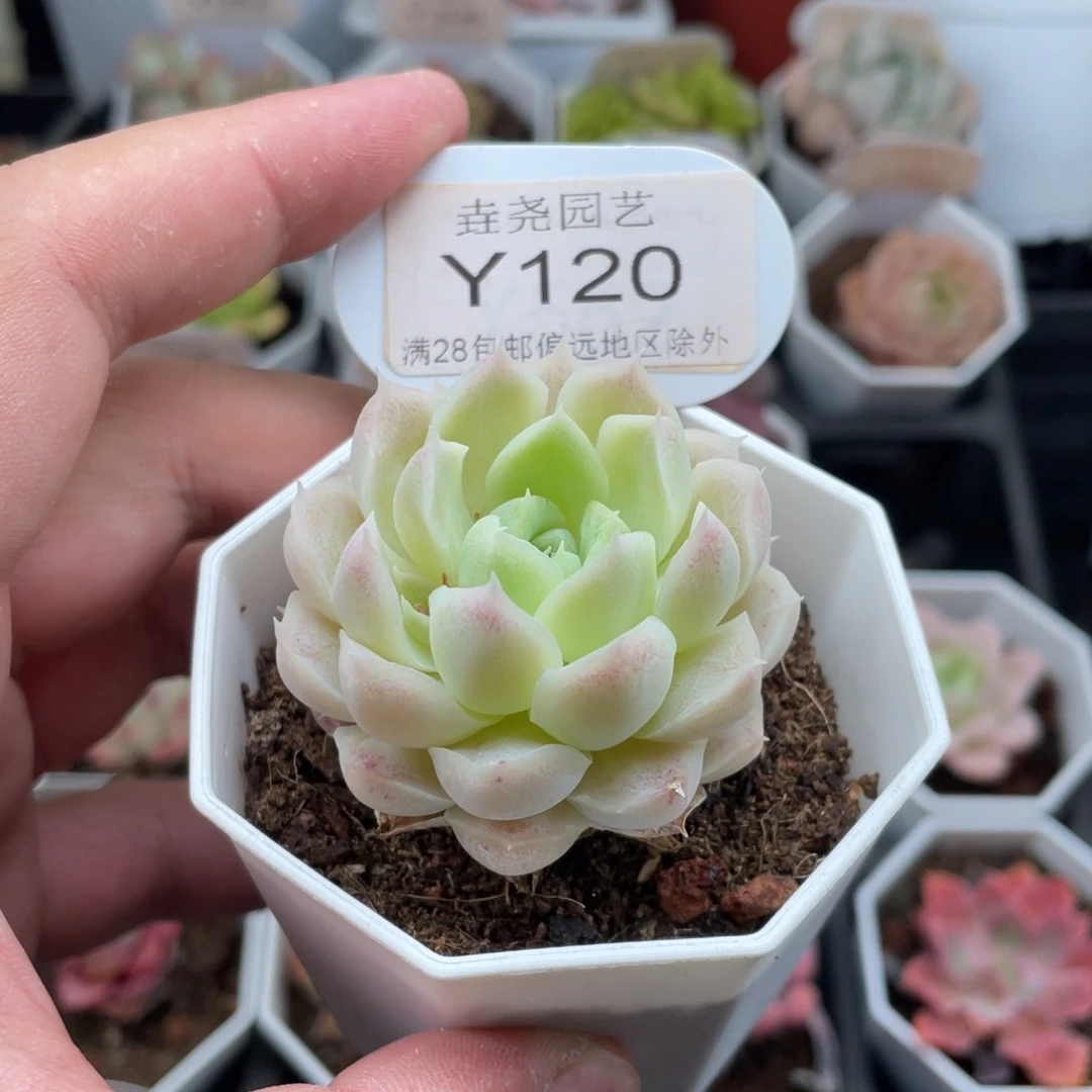 白月影0120-4.5厘米